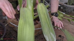 Деление и посадка орхидей.