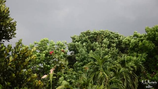 Wild nature (Dinajpur, Bangladesh) 20/04/17 смотреть онлайн