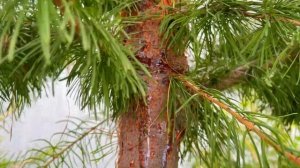 ПОКАЗЫВАЮ ВПЕРВЫЕ! Их вы ещё не видели!