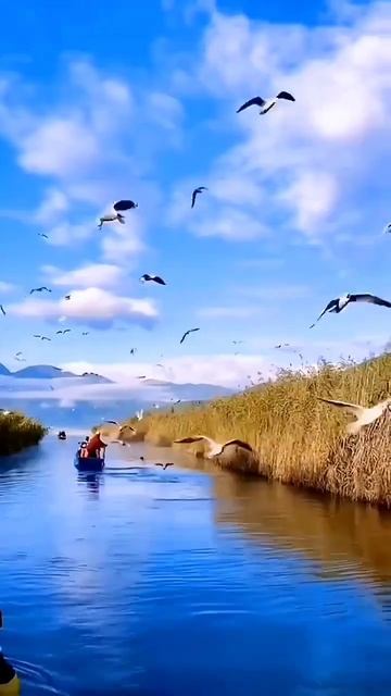 कितना अच्छा फील है ये कौन सा फूल है ये कहा होता है #flowers #naturelovers #beautiful смотреть онлайн