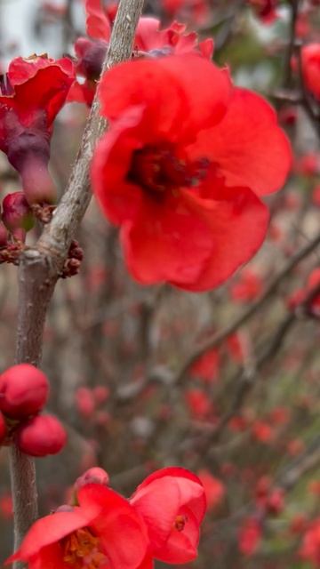 КРАСНЫЙ… ОН ВСЕГДА ПРЕКРАСНЫЙ смотреть онлайн