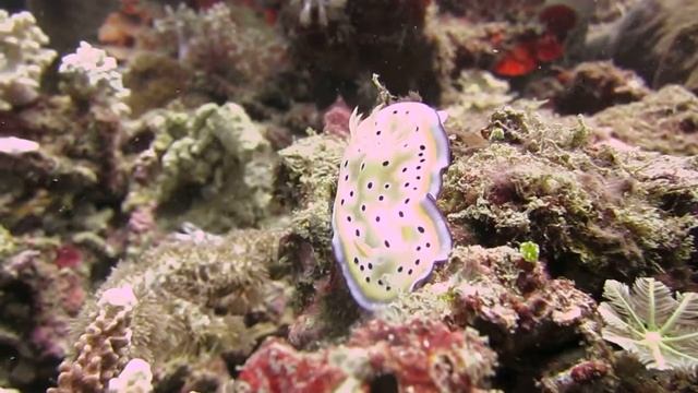 Kunie's Chromodoris Nudibranch - Back of Christ Rei, Timor Leste смотреть онлайн