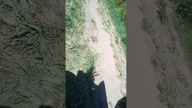лебединая любовь смотреть онлайн