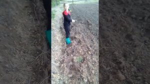 Сеем горчицу.