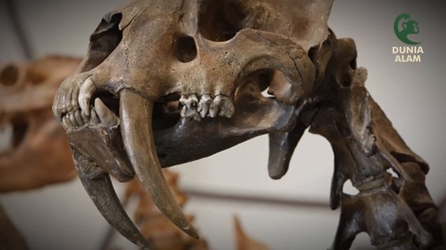 Bagaimana Kucing Besar Purba Ini Menjadi Predator Sebelum Punah | Sabertooth Tiger смотреть онлайн