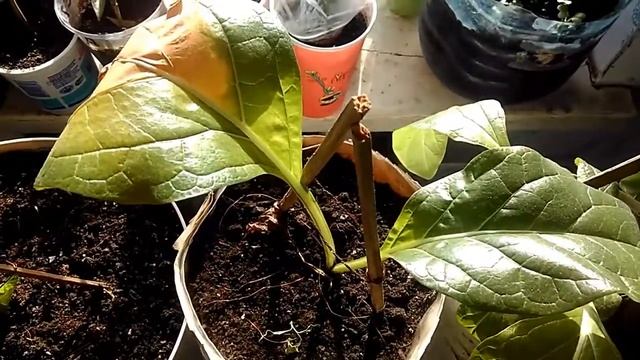 Мандрагора сортовая смотреть онлайн