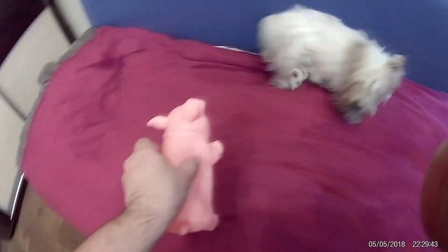 Вестик Ева Днюха 1 год смотреть онлайн