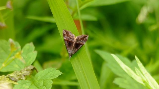 フタオビアツバさんがデルタ翼すぎた件 #チョウ #蝶 #蛾 #昆虫 #撮影動画 #sigmafp смотреть онлайн