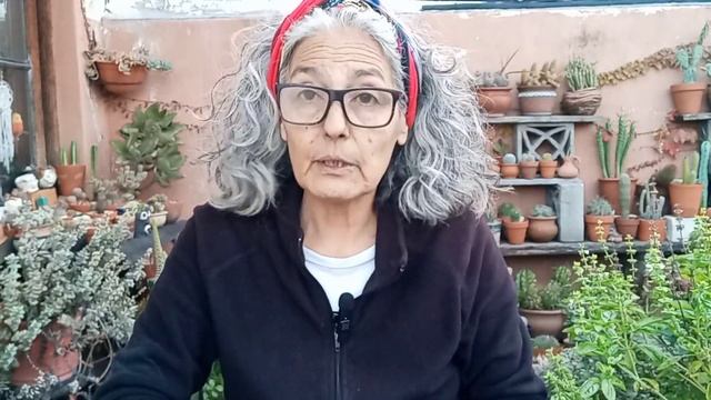 Suculentas africanas Gymnocalycium Gasterias #lasplantasdegeral #cactusysuculentas #jardin #plantas смотреть онлайн