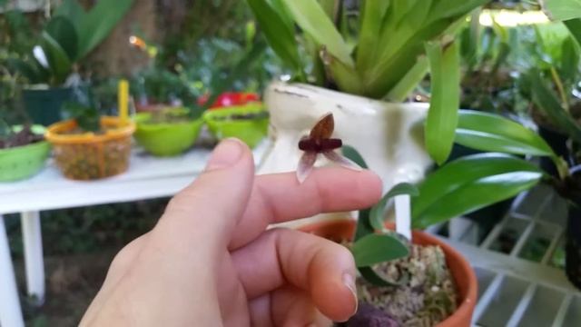 Bulbophyllum elassoglossum (purple form) and others смотреть онлайн