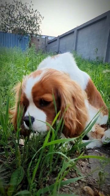 кавалер кинг чарльз #собака #спаниель #subscribe #support #dog #puppy #лето #summer #summervibes смотреть онлайн