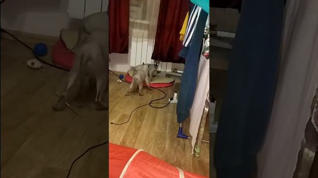 Бойцовские коты смотреть онлайн