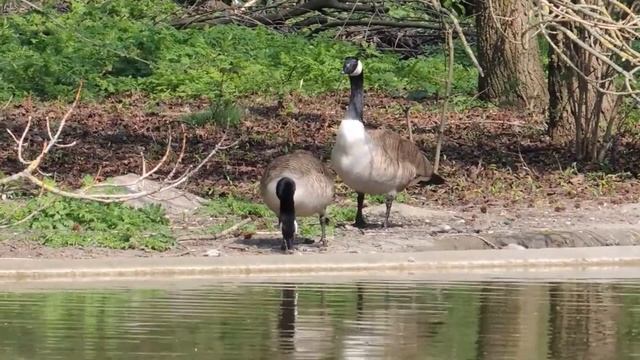 Канадская казарка  Branta Canadensis Canada Goose