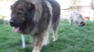 Волкодавы, Топ 5 собак способных в одиночку справится с волком!