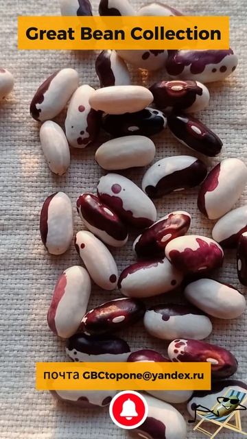 Фасоль Виолетта семена Violetta bean seeds смотреть онлайн