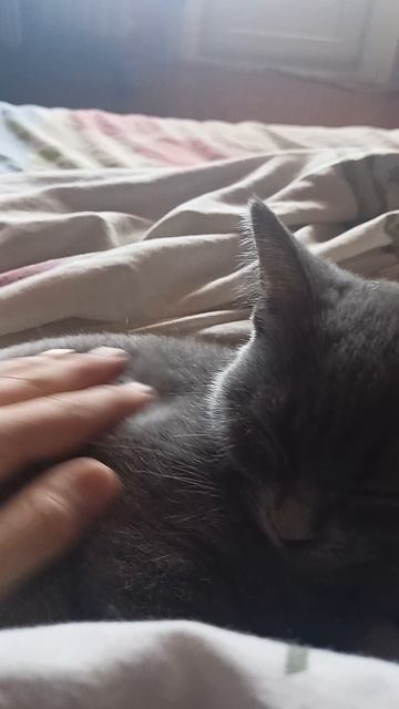 маленькая кошечка