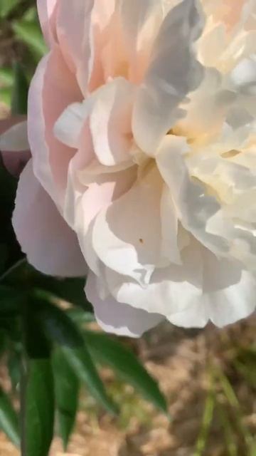 Paeonia 'Summer Glow'- канал ЮТУБ : ПІВОНІЇ - ВСЕ ПРО НИХ смотреть онлайн