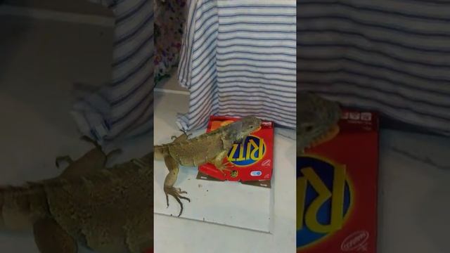 Iguana eats pictures of crackers смотреть онлайн