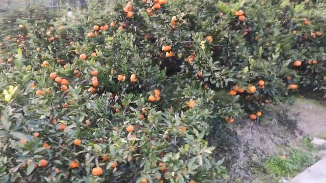 Taizhou, kebun jeruk mandarin terbaik. Lebat buah, gimana pupuknya смотреть онлайн