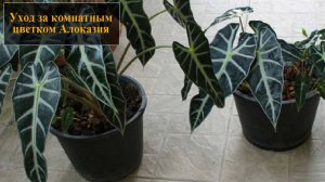 Алоказия уход в домашних условиях