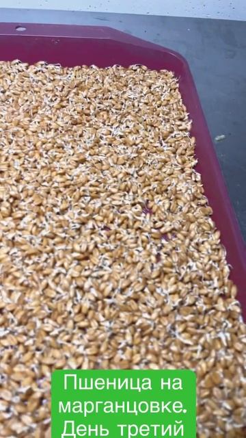 Пшеница на марганцовке. Вырастет или нет… смотреть онлайн