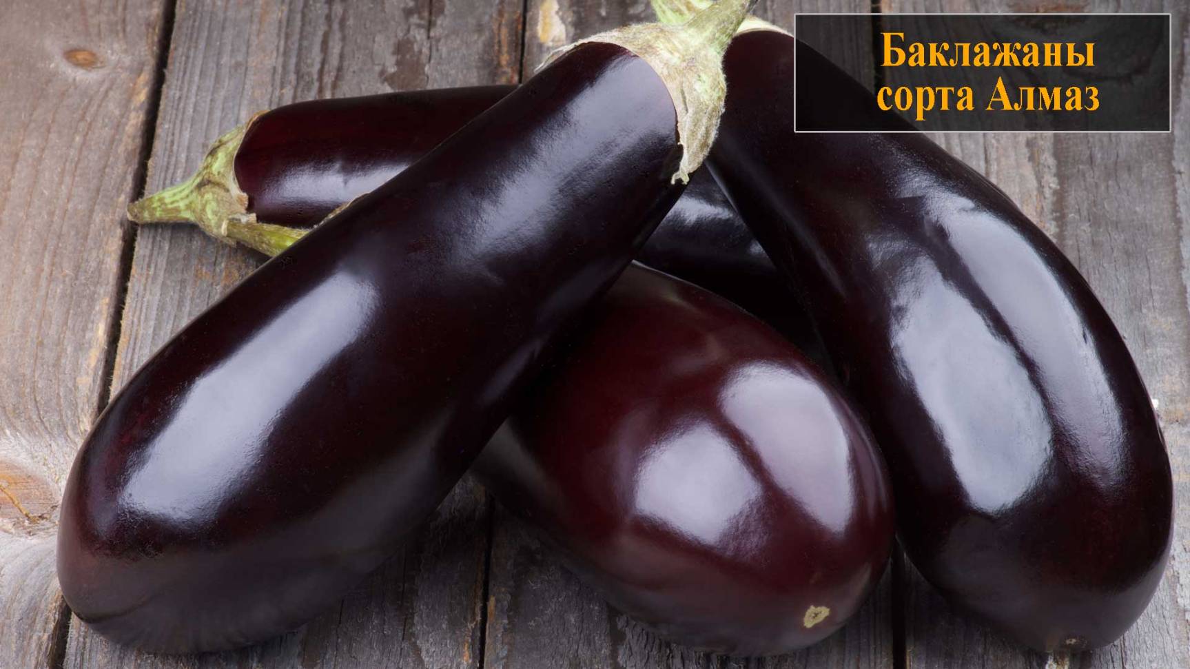 Баклажаны сорта Алмаз смотреть онлайн