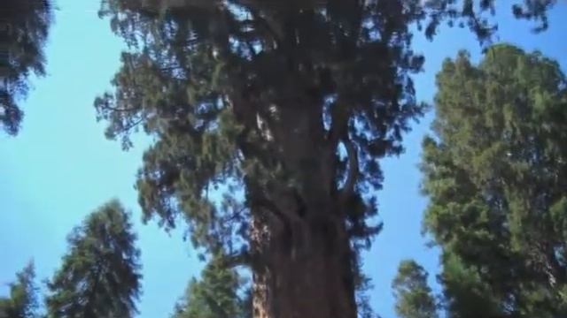 Самое большое дерево в мире смотреть онлайн