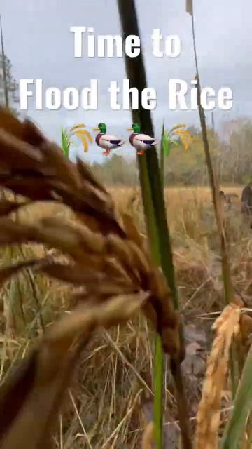 Time to Flood the Rice #shorts #duckhunting #ducky смотреть онлайн