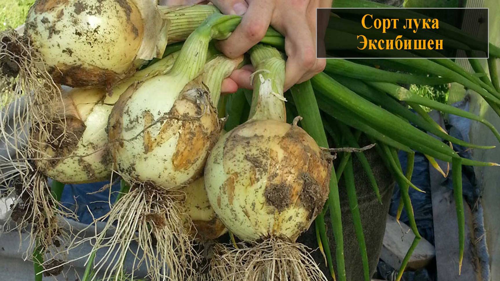 Сорт лука Эксибишен смотреть онлайн