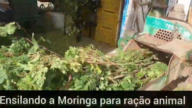 Como preparar a silagem de moringa? смотреть онлайн