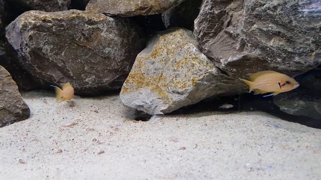 Neolamprologus Helianthus, N. Furcifer