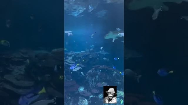 RED SEA TO DEAD SEA: The Sharm El Sheikh shark attacks #shark #egypt #attack смотреть онлайн