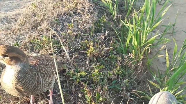grey francolin and gora teetar ki awaz 2023 смотреть онлайн