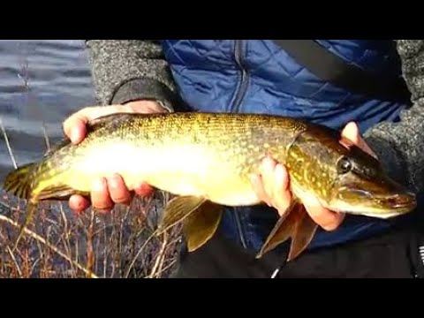 Как поймать щуку весной? Три разных блюда и себестоимость! 4K.