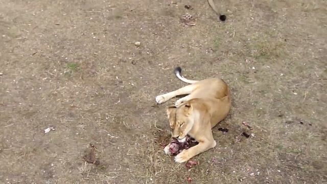 Парк Львов - 12 смотреть онлайн
