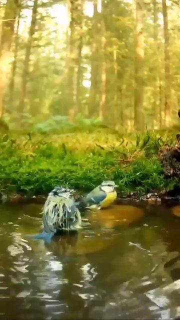 белочки в дикой природе.mp4