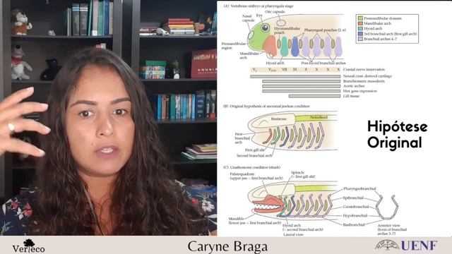 Introdução aos Gnatostomados: Chondrichthyes (Parte I) смотреть онлайн