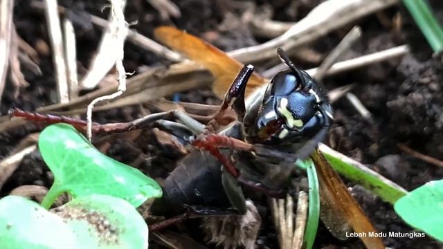PREDATOR APIS CERANA (VESPA LUCTUOSA?) IN ACTION смотреть онлайн
