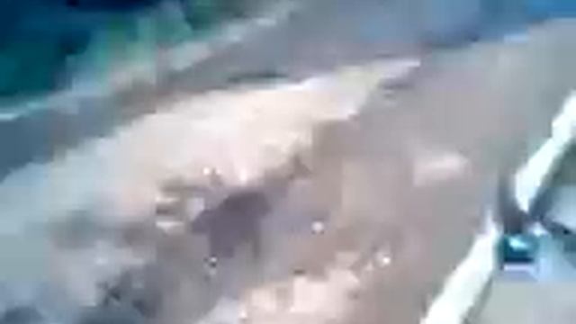 Наглый голубь:D смотреть онлайн