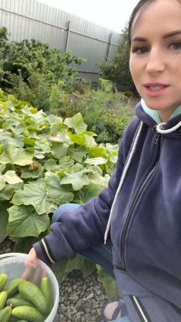 Сентябрь! Урожай в открытом грунте! смотреть онлайн