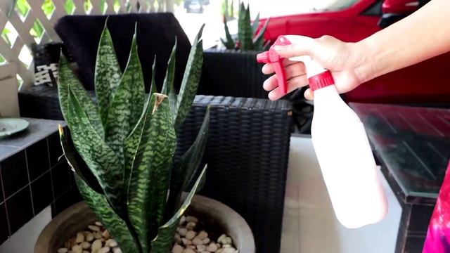 10 Plants To Purify Air In The House | Air Purifying Indoor Plants смотреть онлайн