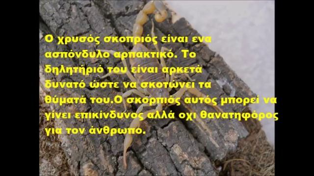 Χρυσος σκορπιος ματζουριας смотреть онлайн