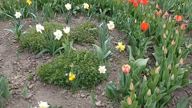 #flowers #весна2024 Квітує арабіс. смотреть онлайн