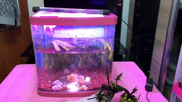 İthal Bitkili Akvaryum Kurulumu (15 Litre) смотреть онлайн