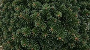 ❤🌲Пихта Бриллиант