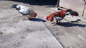 Петушиные бои.