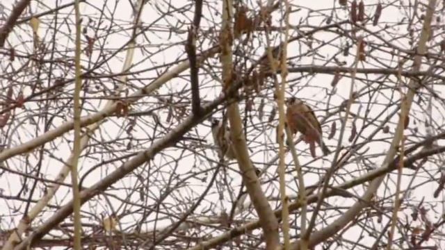 Carduelis carduelis - Щегол смотреть онлайн