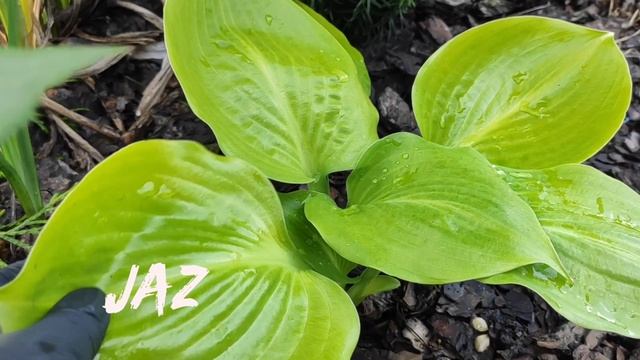 Хоста Jaz...яркая глянцевая красавица #hosta #хоста #сорта #коллекция