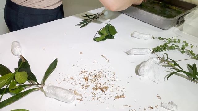 📦MOST EXOTIC HOYA Unboxing 🤑 | Indonesia Import | Alby Garden смотреть онлайн