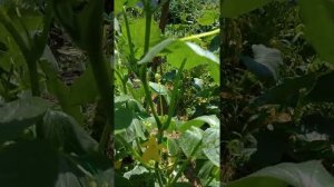 Очень много огурцов, в чем секрет